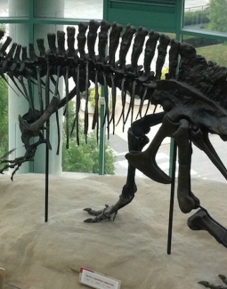 Un squelette d'Acrocanthosaurus, au North Carolina Museum of Natural Sciences (États-Unis) ©bazusa  