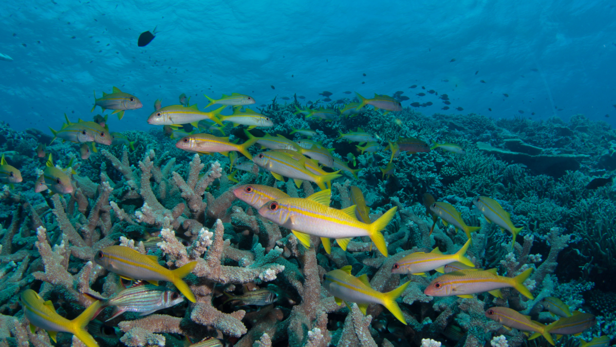 Banc de poissons dans des coraux Acropora branchus ©IRD - Jean-Michel Boré