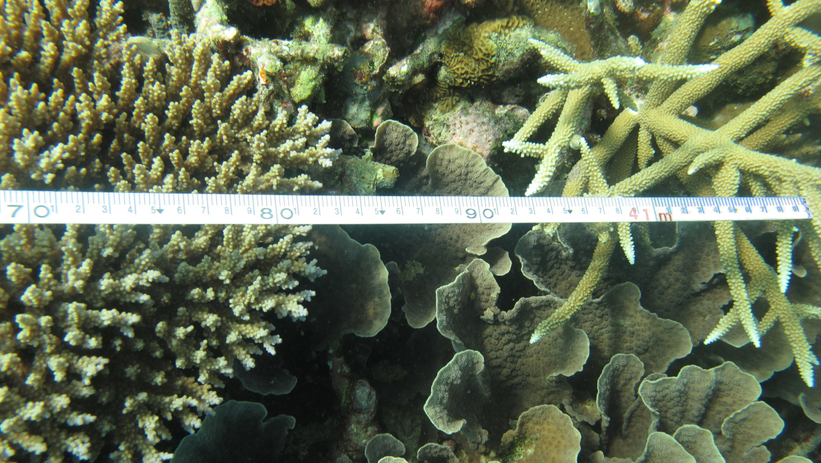 Échantillonage des coraux par la méthode des Line intercept transect © IRD - Pascale Chabanet